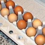 Egg Trays Uncovered: Eco-Friendly Solutions for Safe Storage
